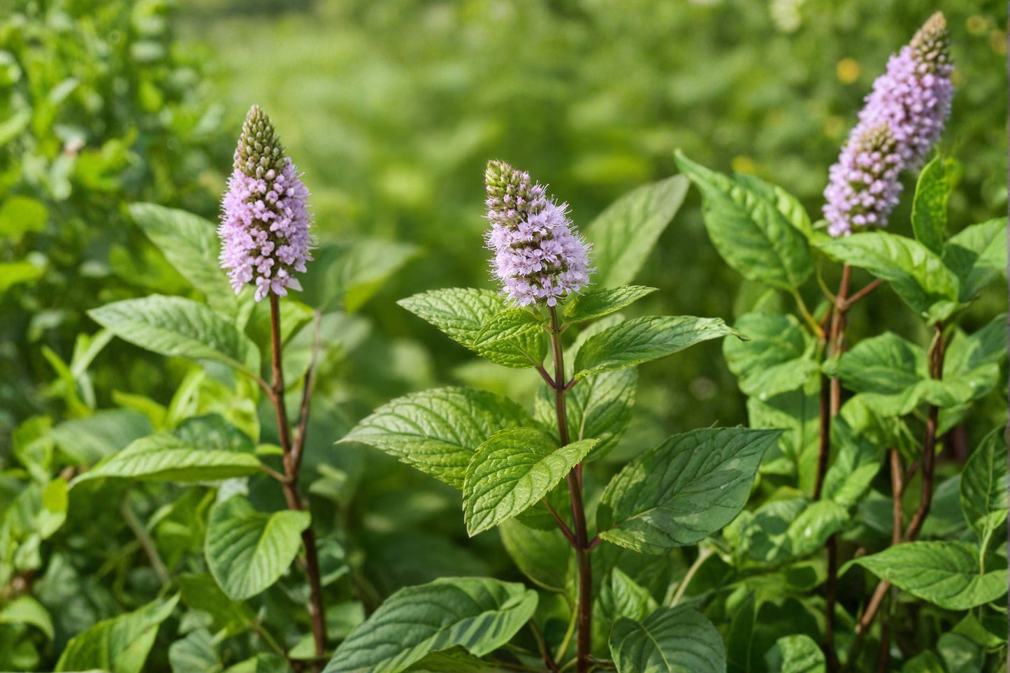 Upright Peppermint Live Plant | Mentha × piperita | Fragrant Culinary Herb Starter Plant for Tea & Cooking