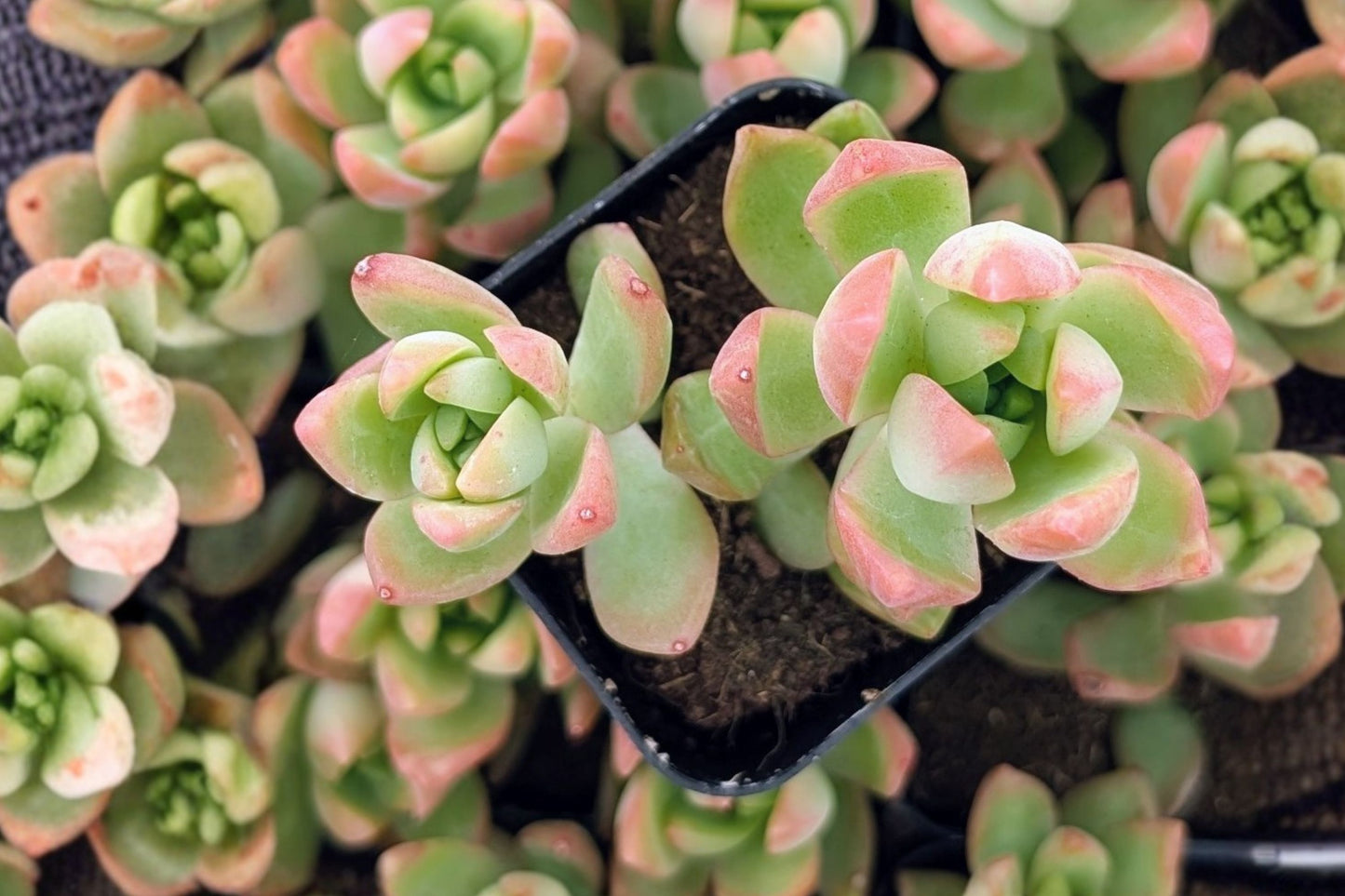 Golden Sedum Live Succulent | Sedum adolphii | Golden Coppertone Starter Plant for Indoor & Outdoor