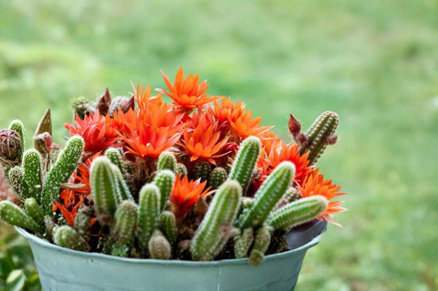 Peanut Cactus Live Plant | Echinopsis chamaecereus | Trailing Flowering Cactus Starter Plant