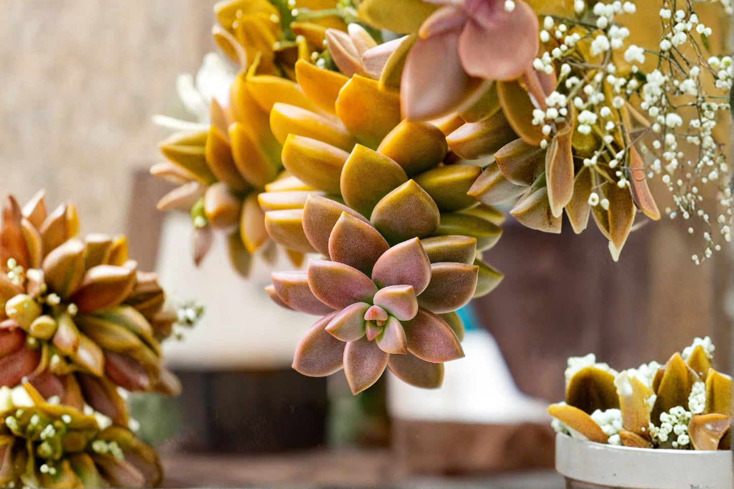 Bronze Graptosedum Live Succulent | × Graptosedum 'Bronze' | Easy Care Rosette Starter Plant