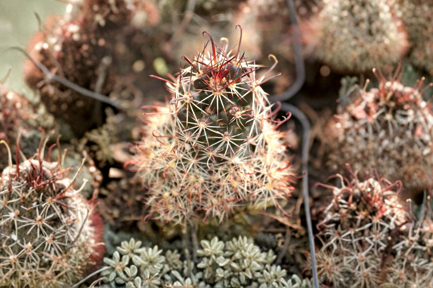 Fishhook Cactus Live Plant | Mammillaria | Easy Care Flowering Cactus Starter Plant