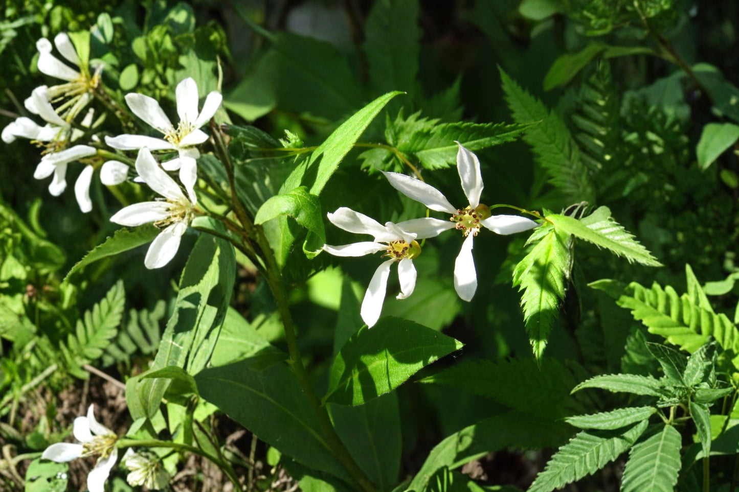 Indian Physic Live Plant | Porteranthus stipulatus | Native Woodland Perennial Starter Plant