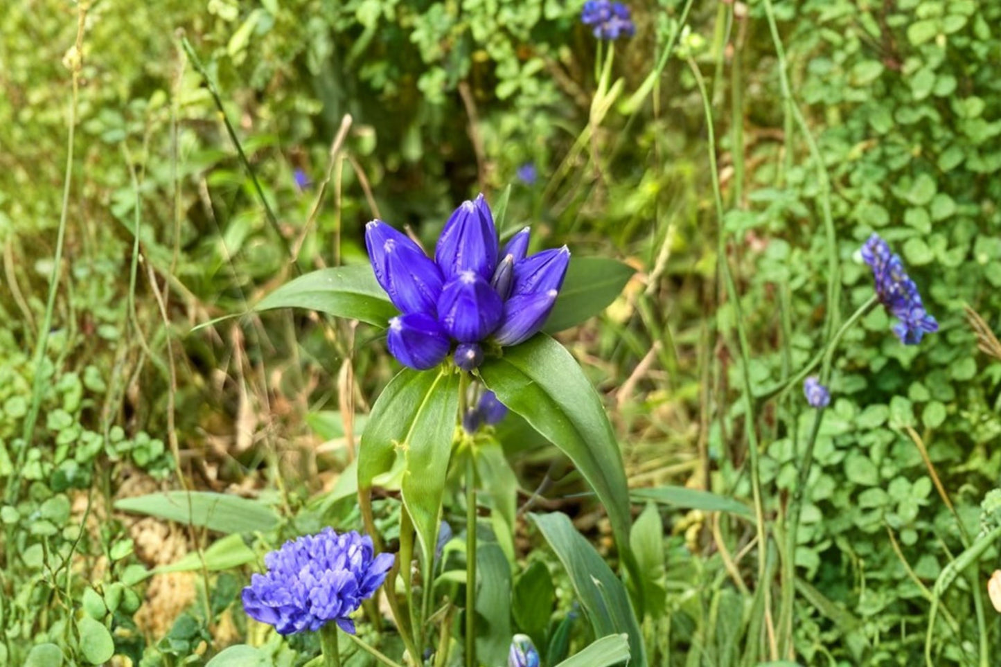 Bottle Gentian Live Plant | Gentiana andrewsii | Native Pollinator Perennial Starter Plant