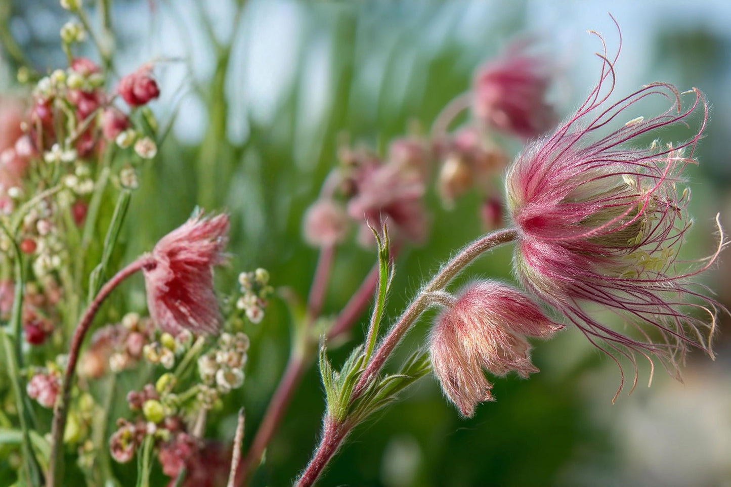 Prairie Smoke Live Plant | Geum triflorum | Native Pollinator Perennial Starter Plant