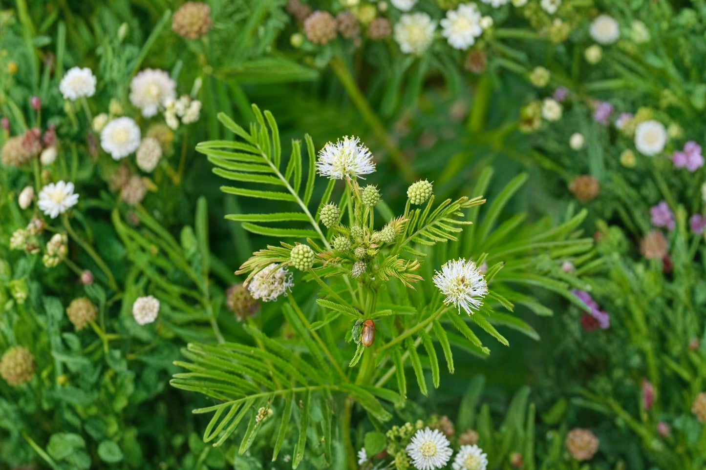 Illinois Bundleflower Live Plant | Desmanthus illinoensis | Native Pollinator Perennial Starter Plant