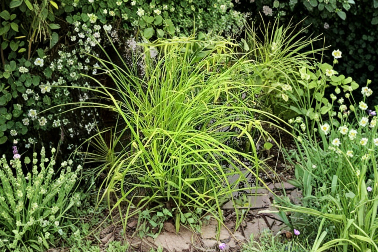 Fringed Sedge Live Plant | Carex crinita | Native Wetland Ornamental Grass Starter Plant