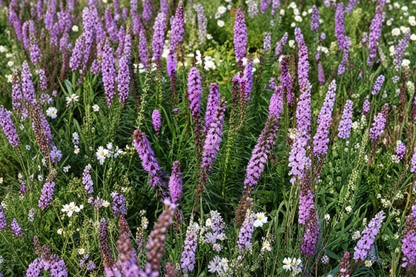 Marsh Blazing Star Live Plant | Liatris spicata | Native Pollinator Perennial Starter Plant