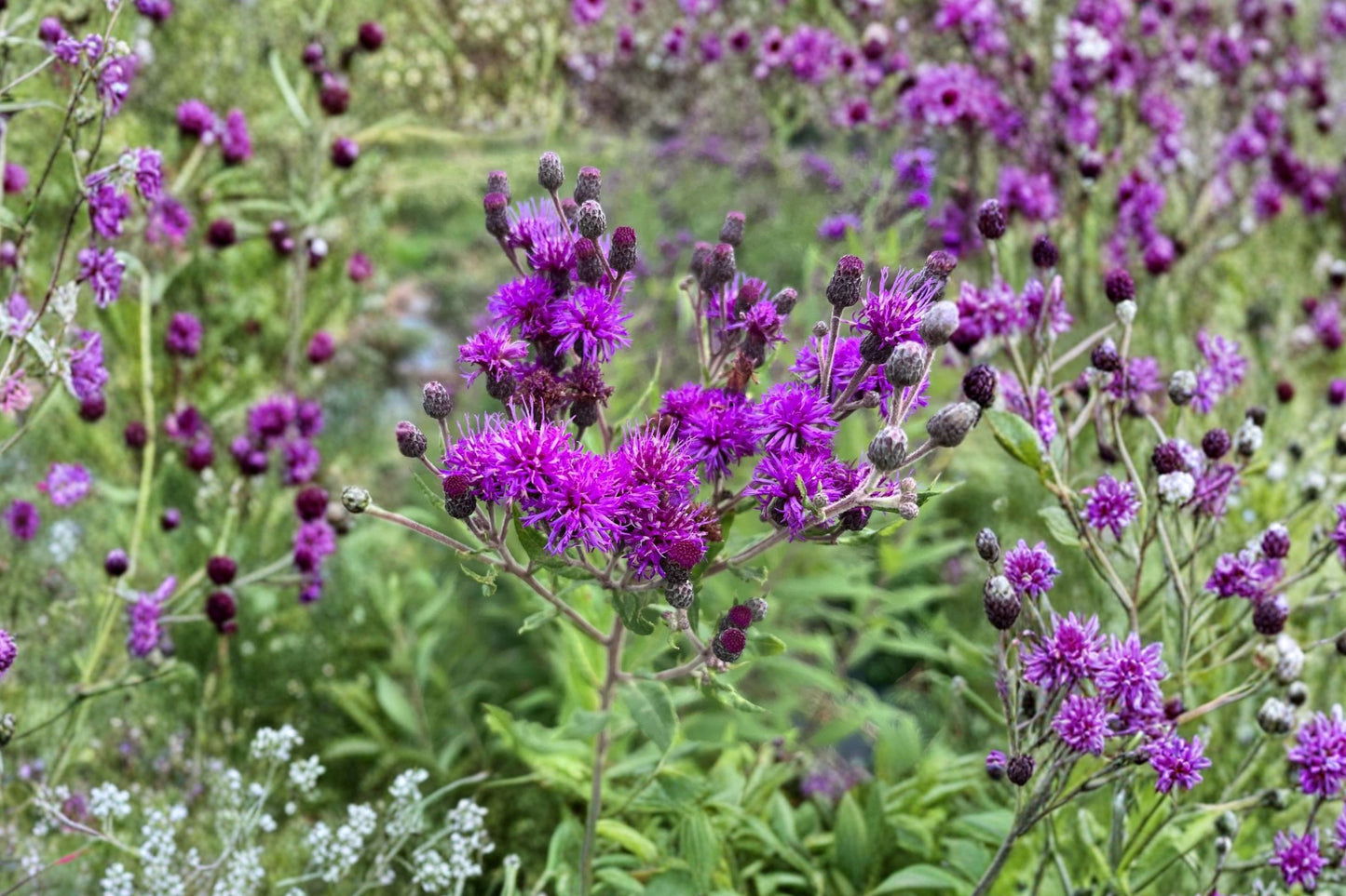 Missouri Ironweed Live Plant | Vernonia missurica | Native Pollinator Perennial Starter Plant