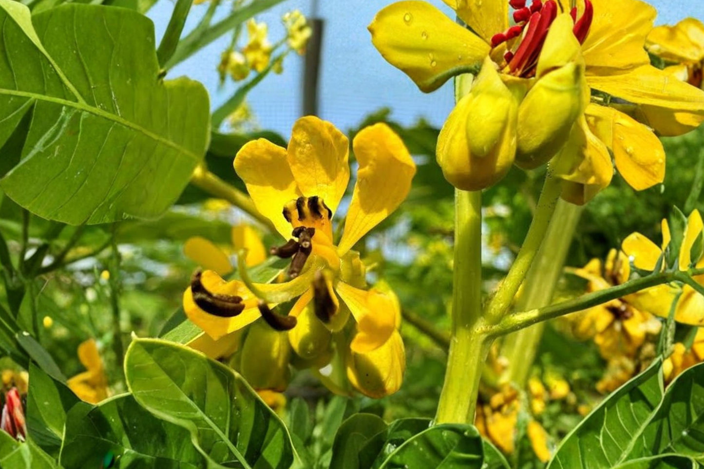 Wild Senna Live Plant | Senna hebecarpa | Native Pollinator Perennial Starter Plant