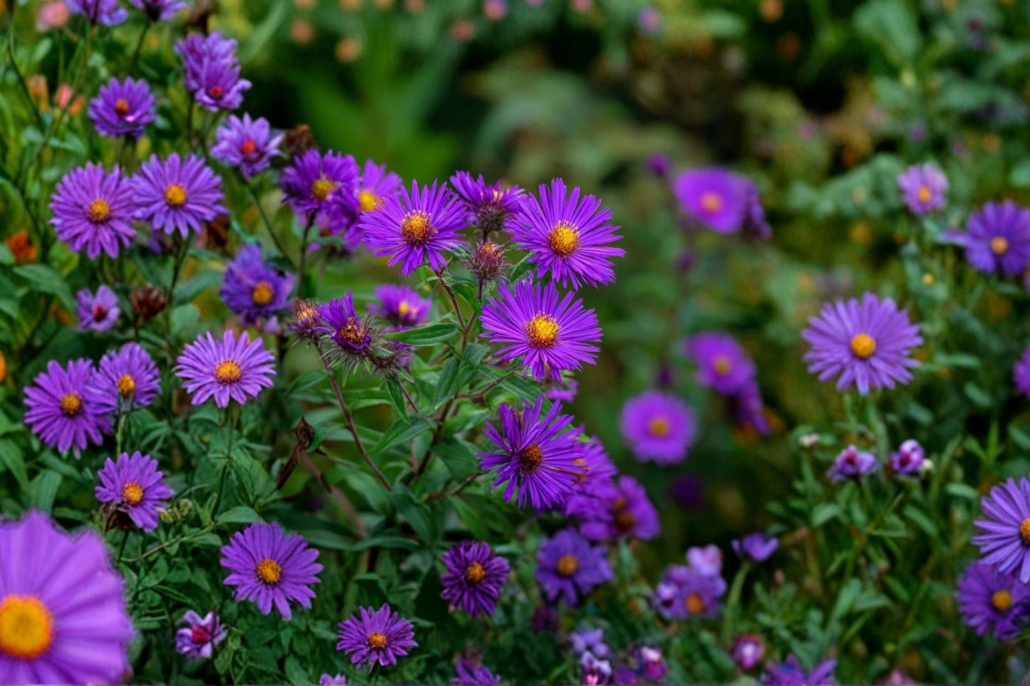 New England Aster Live Plant | Symphyotrichum novae-angliae | Native Pollinator Perennial Starter Plant