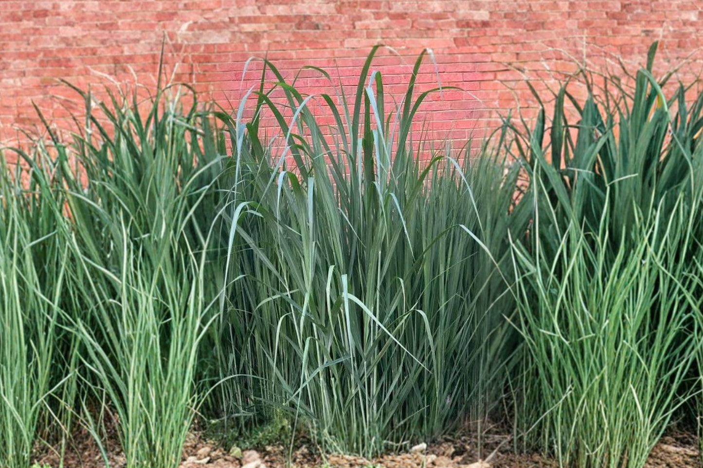 Switch Grass Live Plant | Panicum virgatum | Native Ornamental Grass Starter Plant | Dormant