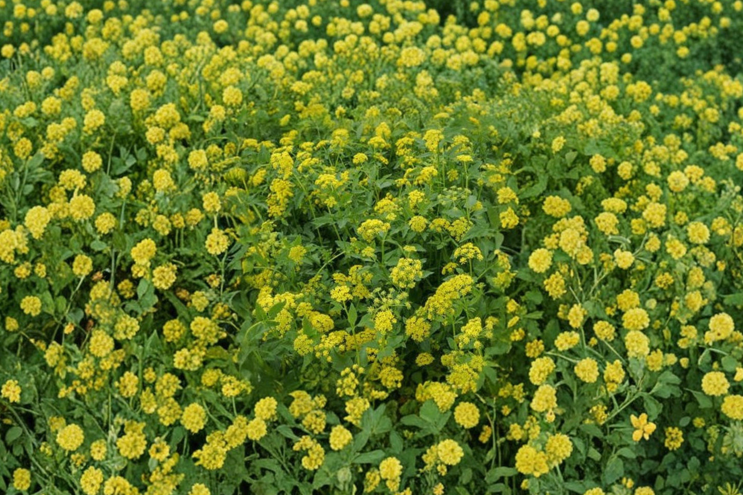 Golden Alexanders Live Plant | Zizia aurea | Native Pollinator Perennial Starter Plant