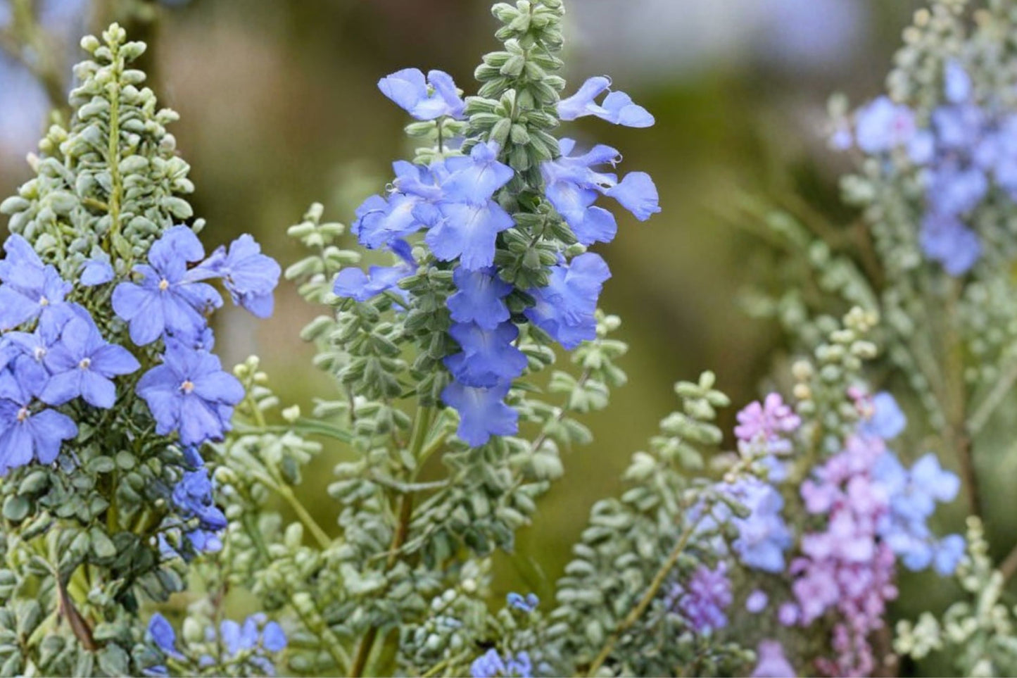 Blue Sage Live Plant | Salvia azurea | Native Pollinator Perennial Starter Plant