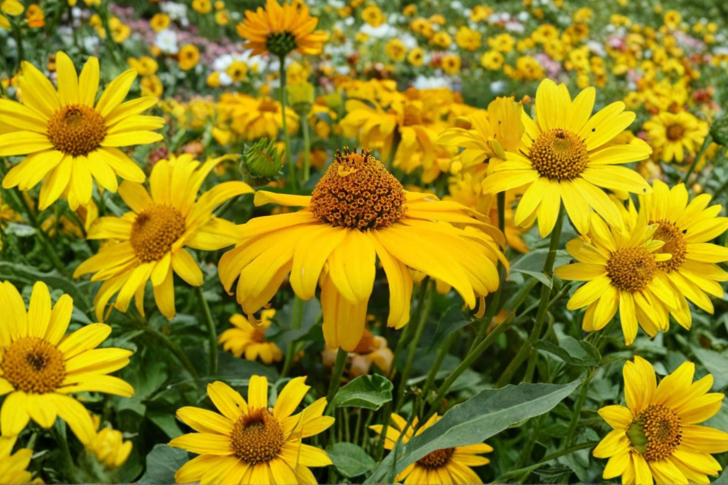 Ox-Eye Sunflower Live Plant | Heliopsis helianthoides | Native Pollinator Perennial Starter Plant
