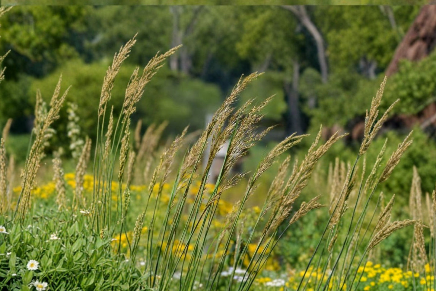 Indian Grass Live Plant | Sorghastrum nutans | Native Prairie Ornamental Grass Starter Plant
