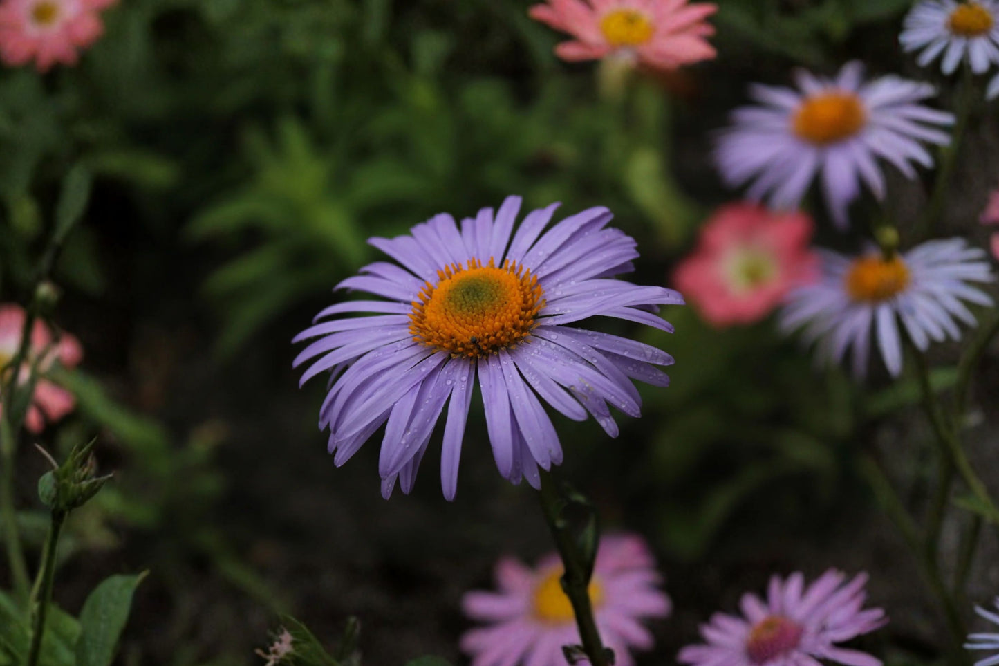 Aromatic Aster Live Plant | Symphyotrichum oblongifolium | Native Pollinator Perennial Starter Plant