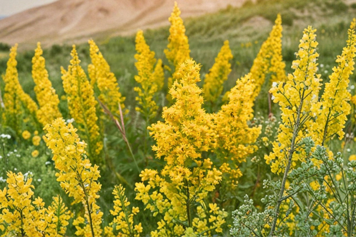 Showy Goldenrod Live Plant | Solidago speciosa | Native Pollinator Perennial Starter Plant