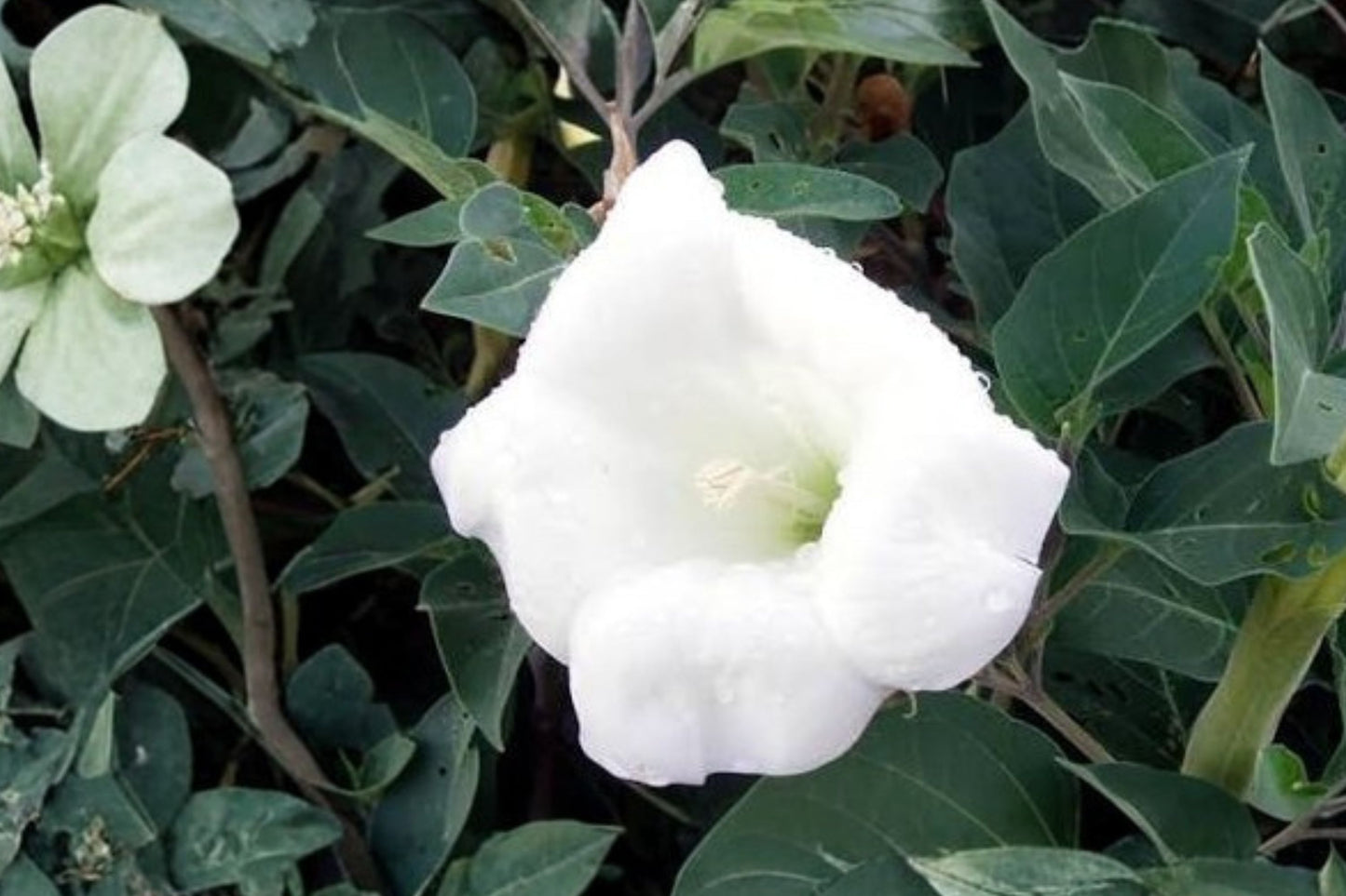 Sacred Thorn Apple Live Plant | Datura wrightii | Moonflower Starter Plant