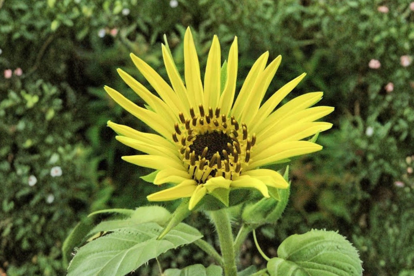 Compass Plant Live Plant | Silphium laciniatum | Native Pollinator Perennial Starter Plant