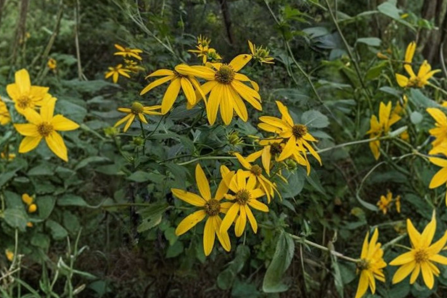 Wingstem Live Plant | Verbesina alternifolia | Native Pollinator Perennial Starter Plant