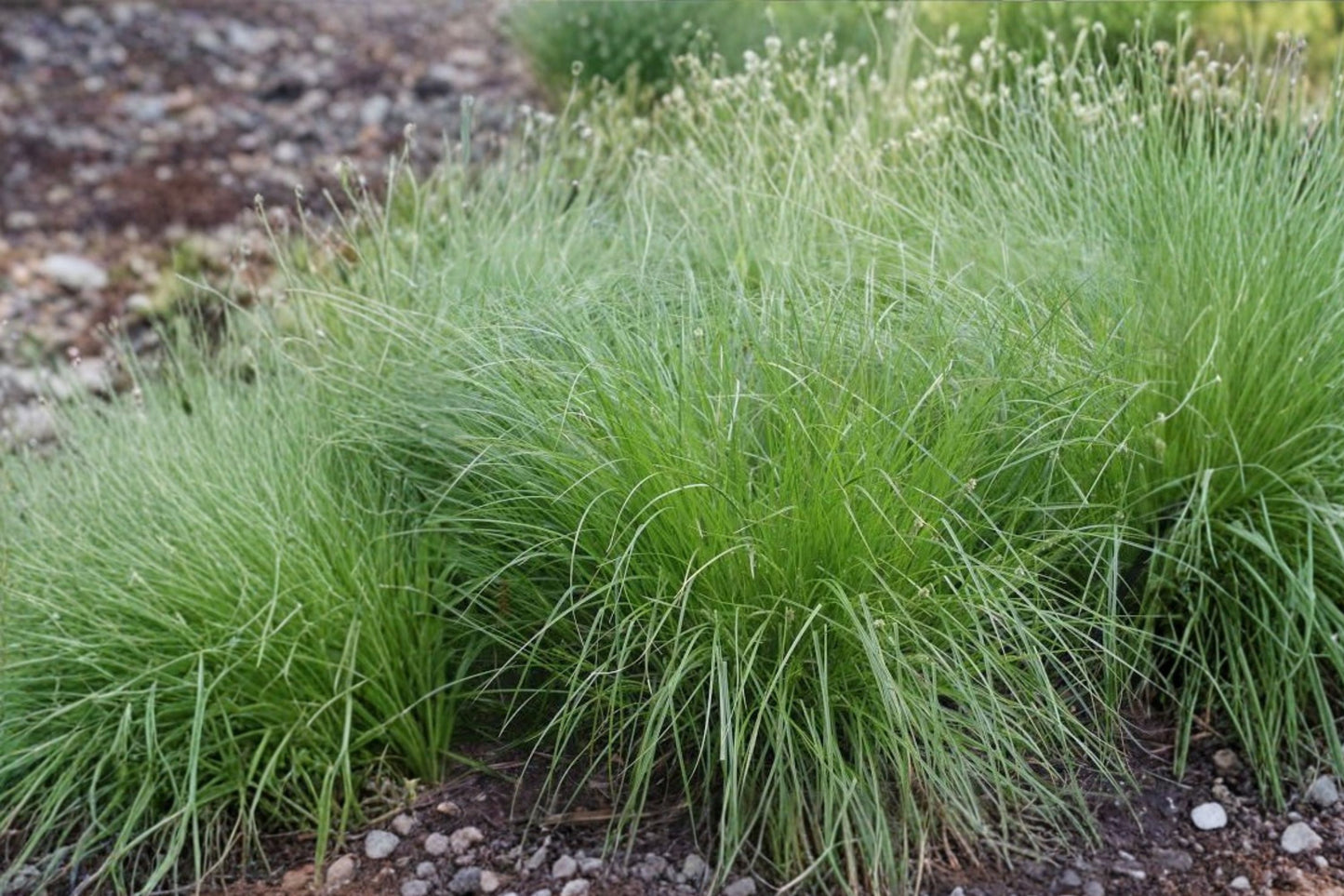 Brown Fox Sedge Live Plant | Carex vulpinoidea | Native Wetland Sedge Starter Plant