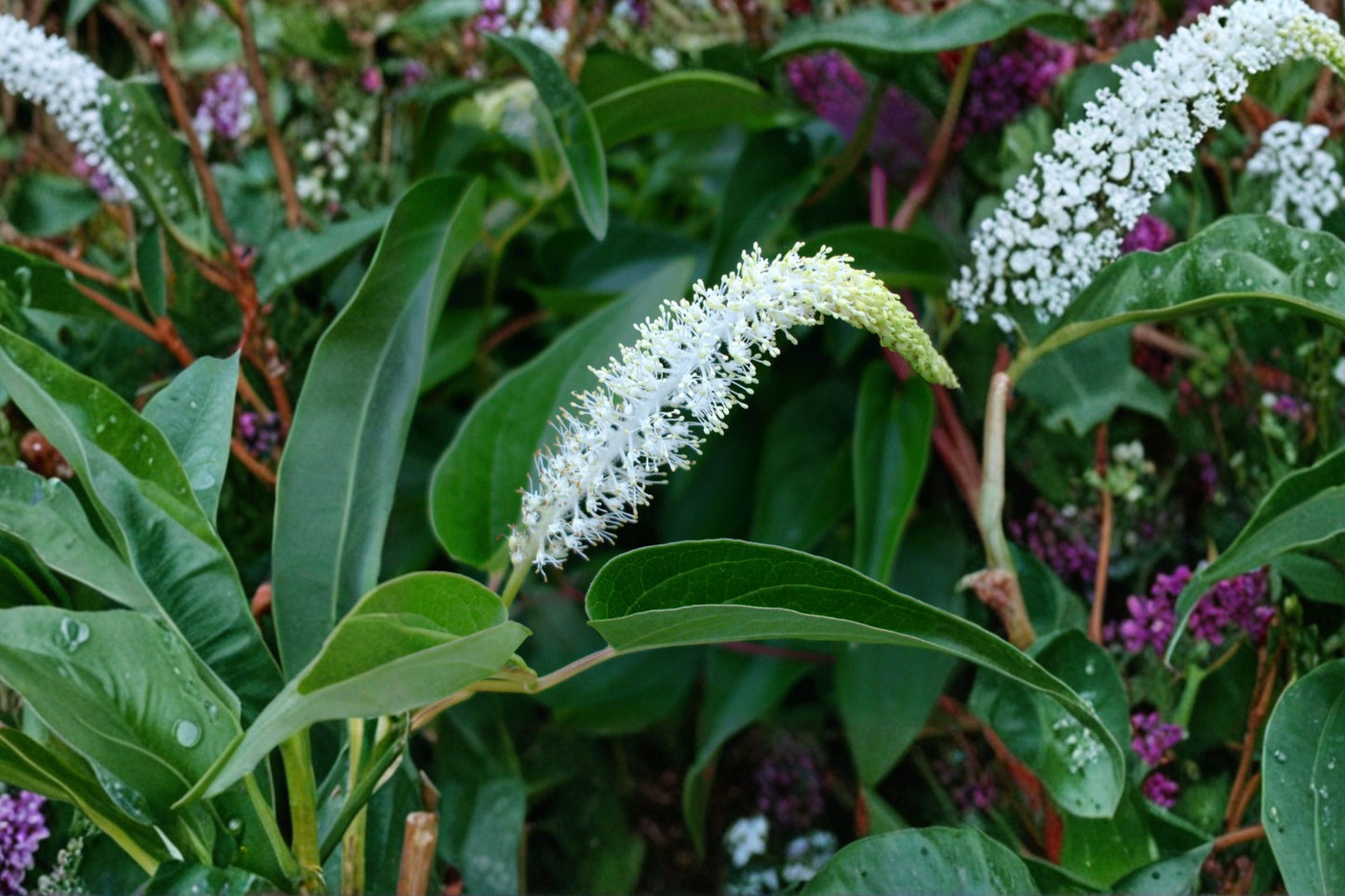 Lizard's Tail Live Plant | Saururus cernuus | Native Wetland Pollinator Starter Plant