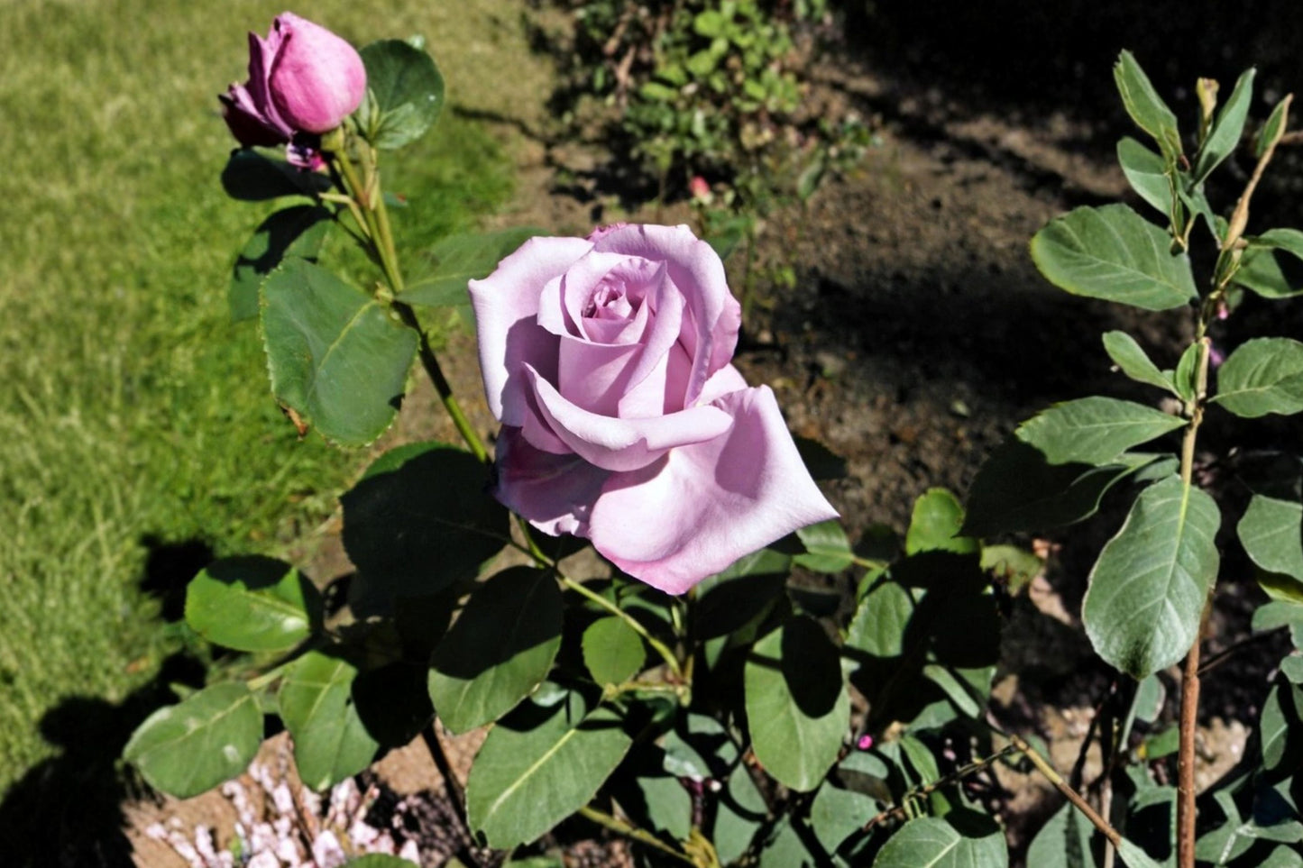 Blue Girl Rose Cuttings | 3 Unrooted 6-Inch Rose Cuttings | Rosa 'Blue Girl' Propagation Wood