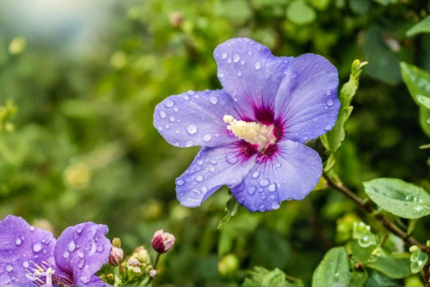 Hardy Hibiscus Live Plant | Hibiscus moscheutos | Rose Mallow Starter Plant | Giant Flower Perennial