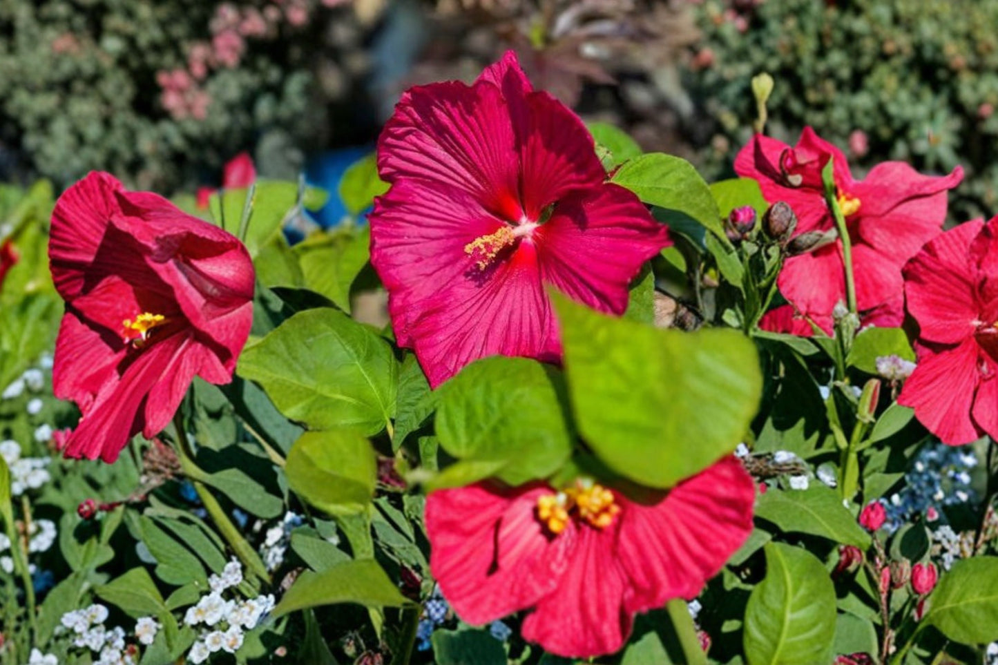 Hardy Hibiscus Rose Mallow Live Plant | Hibiscus moscheutos Starter | Giant Bloom Perennial