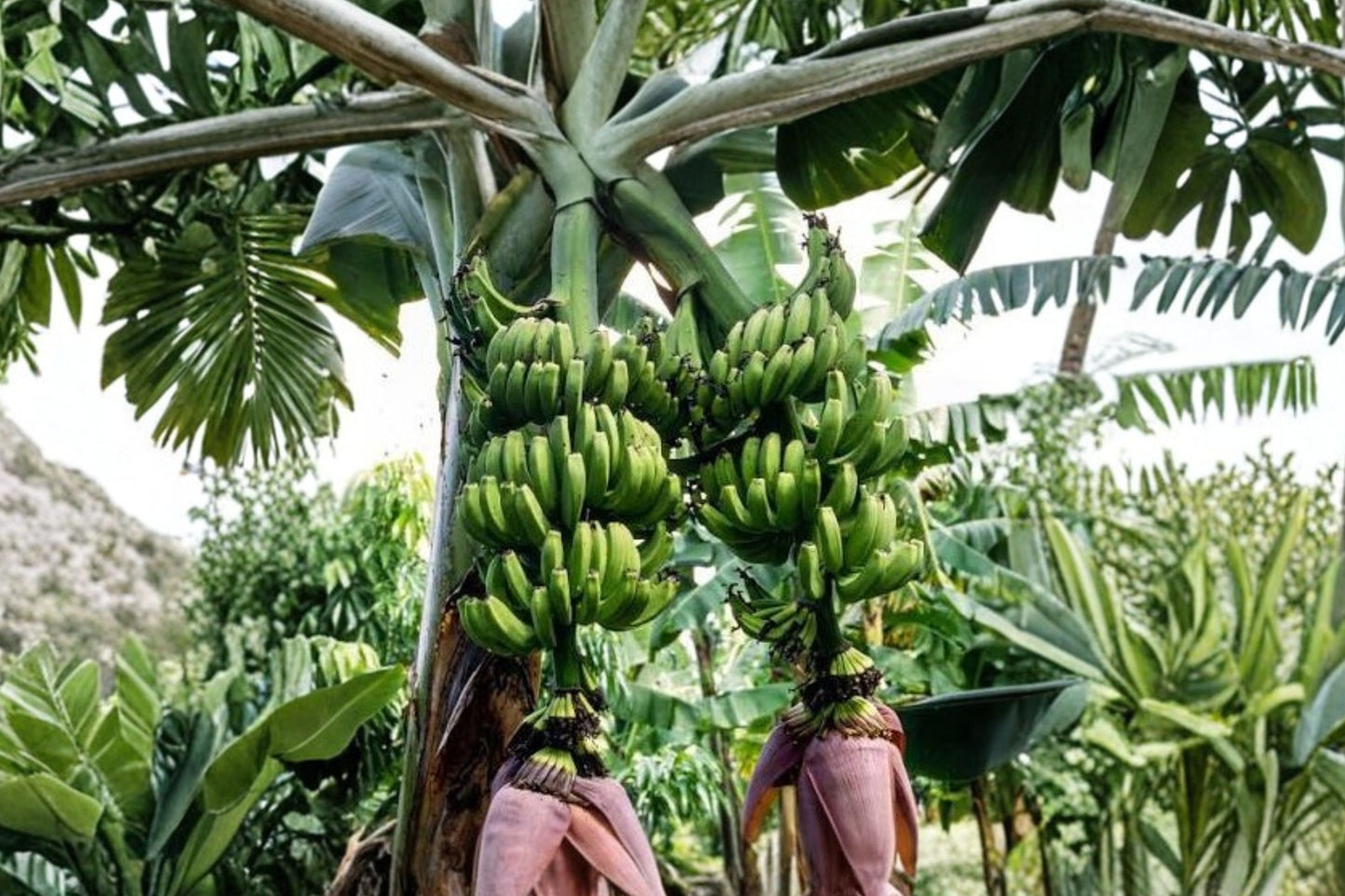 3 Double Mahoi Dwarf Banana Starter Plugs | Musa 'Double Mahoi' | Live Banana Plants
