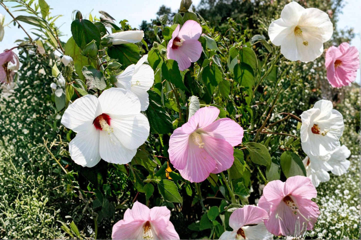 Hardy Hibiscus Live Starter Plant | Hibiscus moscheutos | Rose Mallow | Giant Bloom Perennial