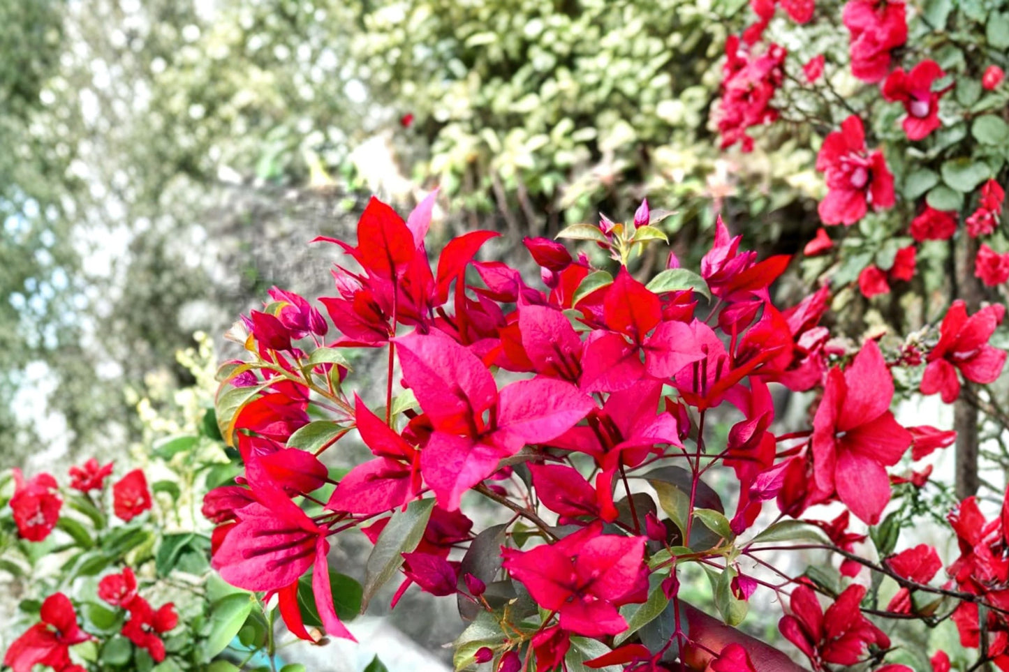 Ruby Bougainvillea Live Starter Plant | Well Rooted Plug | Tropical Flowering Vine | Live Bougainvillea