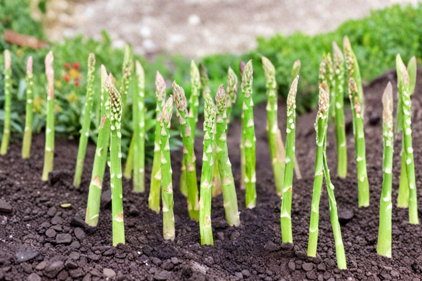 15 Millennium Asparagus Bare Root Crowns | 2-Year Live Asparagus Roots | Asparagus officinalis Starter Plants