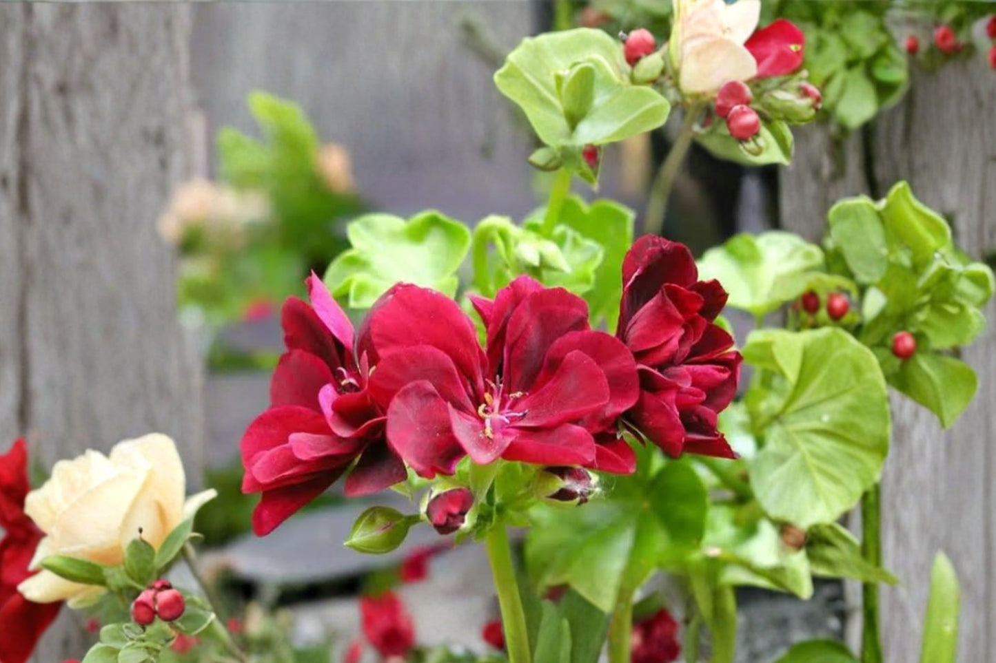 Vivid Red Ivy Geranium Cuttings | 3 Unrooted 6-Inch Pelargonium peltatum Live Plant Cuttings