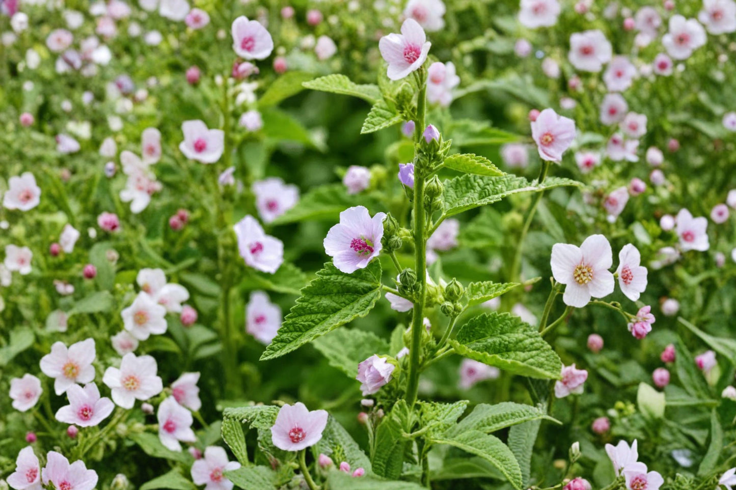 Marshmallow Herb Live Bare Root Plant | Althaea officinalis | Non-GMO Open Pollinated Medicinal Herb