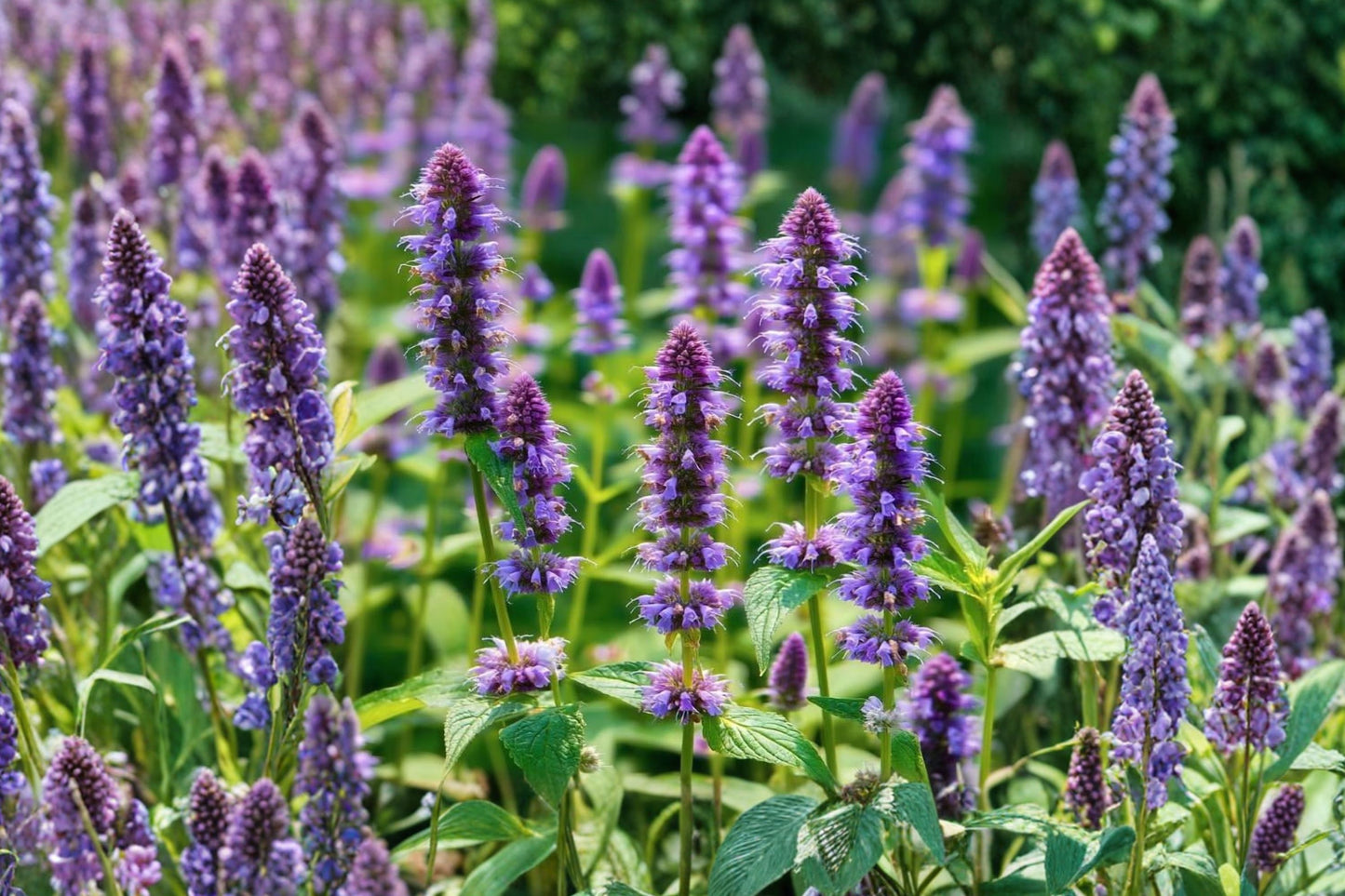 Anise Hyssop Live Starter Plant | Agastache foeniculum | Non-GMO Open-Pollinated Herb | Pollinator Plant