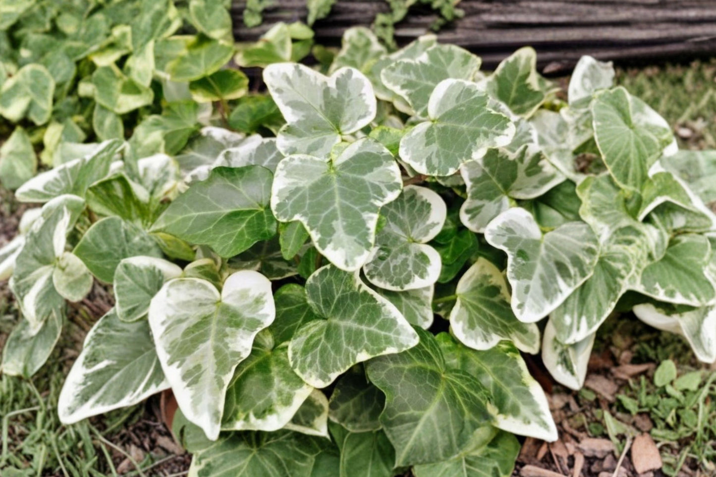 2 Glacier English Ivy Live Plants | Variegated Hedera helix | Indoor Houseplant | Trailing Vine
