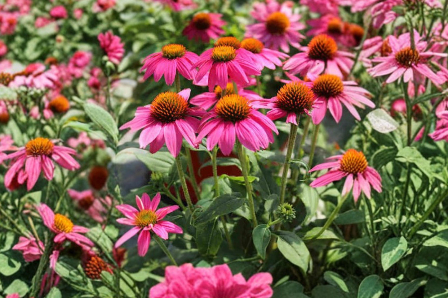 PowWow Wild Berry Purple Coneflower Live Plant | Echinacea purpurea 'PowWow Wild Berry' | Pollinator Perennial