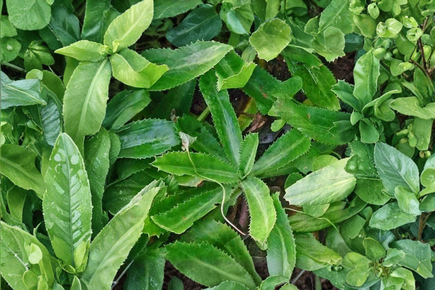 Culantro Live Plant | Ngo Gai | Eryngium foetidum | 2–3 Plants in 3.5-Inch Pot | Culinary Herb