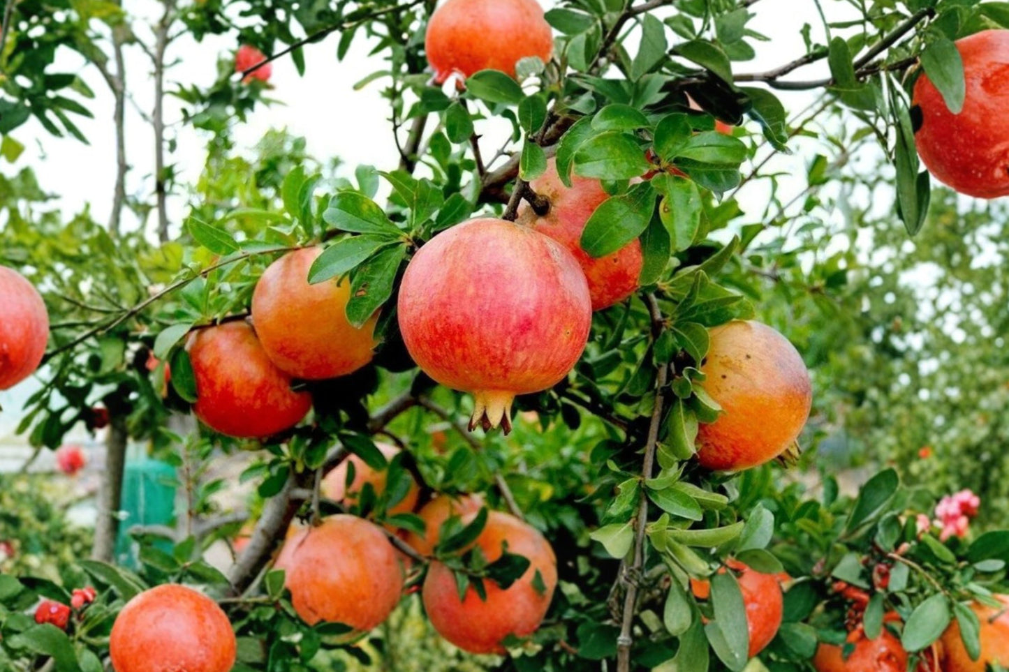 Wonderful Pomegranate Live Plant | Punica granatum 'Wonderful' | Fruit Tree Starter | Edible Pomegranate
