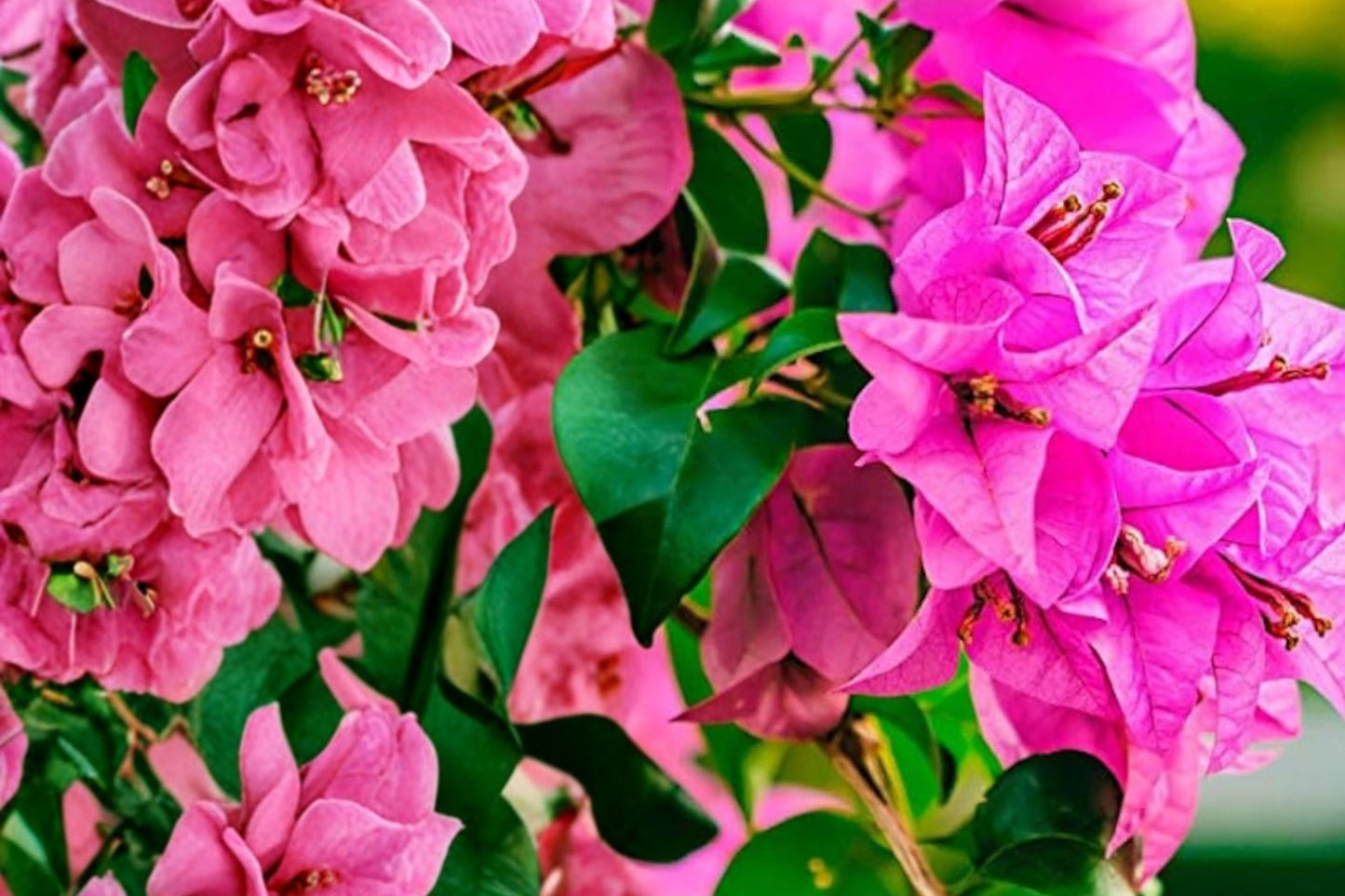 Fuchsia Pink Bougainvillea Cuttings | 7 Unrooted 6-Inch Live Bougainvillea Cuttings | Tropical Flowering Vine