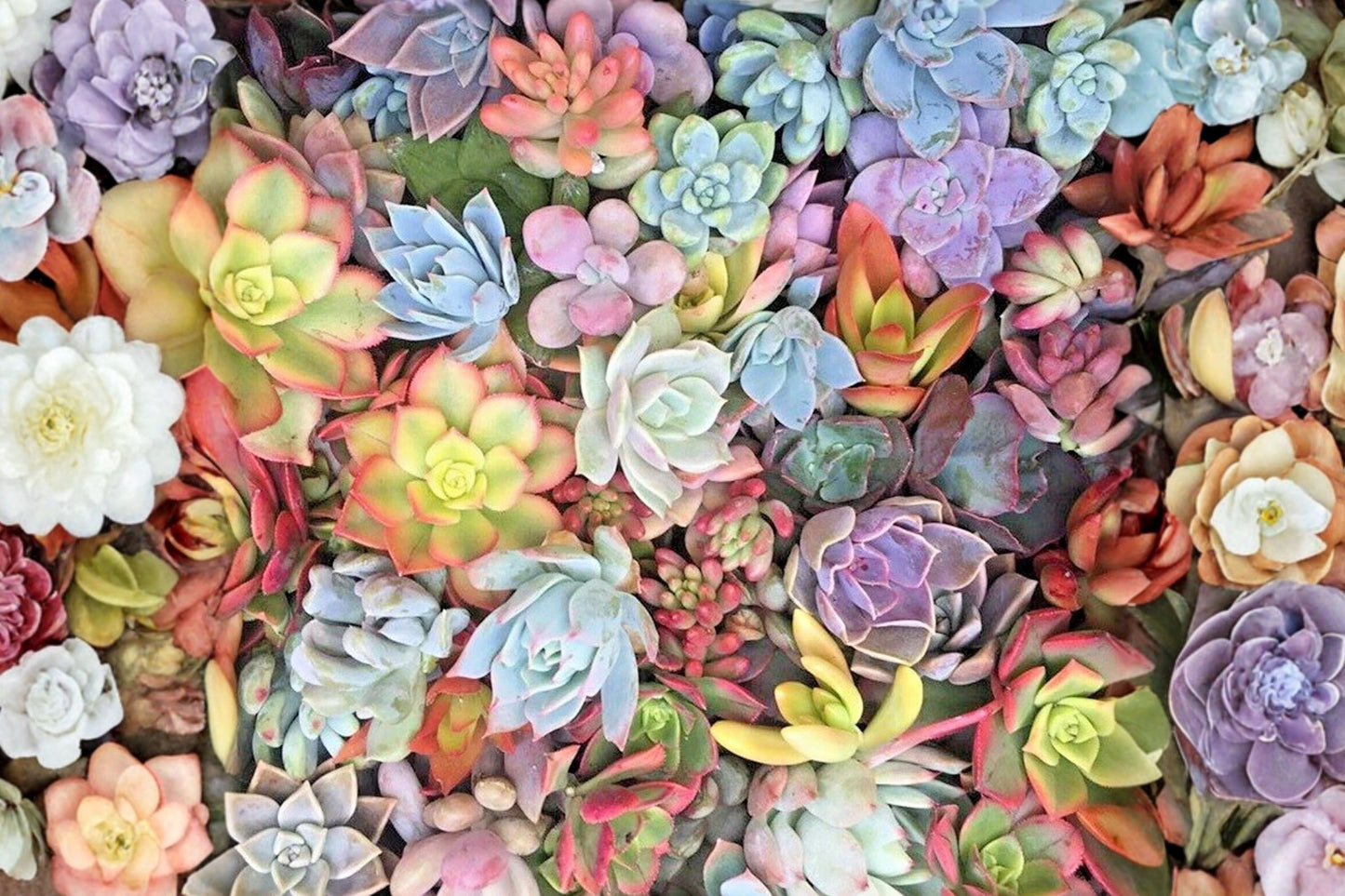25 Mixed Succulent Cuttings | 1–2 Inch Unrooted Rosettes | Live Succulent Variety Pack | Jade & Pastel Succulents