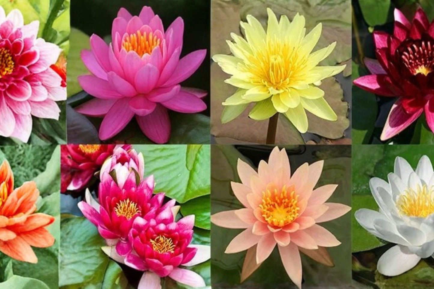 3 Pack Hardy Water Lily Tubers | Mixed Color Nymphaea | Live Aquatic Pond Plants | Water Garden Lilies