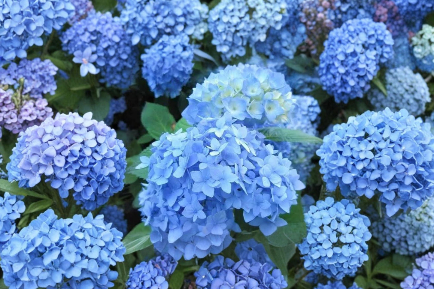 Nikko Blue Hydrangea Live Starter Plant | Hydrangea macrophylla 'Nikko Blue' | Mophead Hydrangea | 6–12 Inch Plant