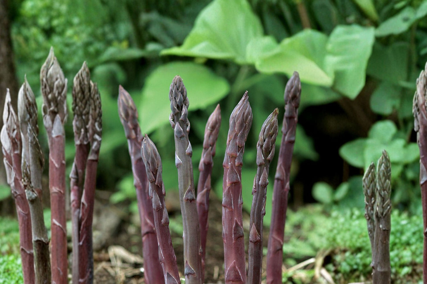 10 Purple Passion Asparagus Crowns | 2-Year Bare Root Live Plants | Asparagus officinalis | No Shipping to CA