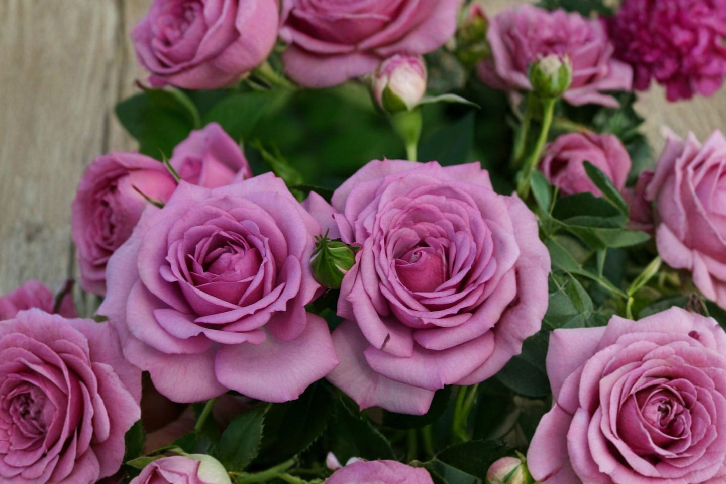 Lavender Veranda® Shrub Rose Live Plant | Rosa 'Lavender Veranda' | 1 Quart Pot | Repeat Blooming Rose