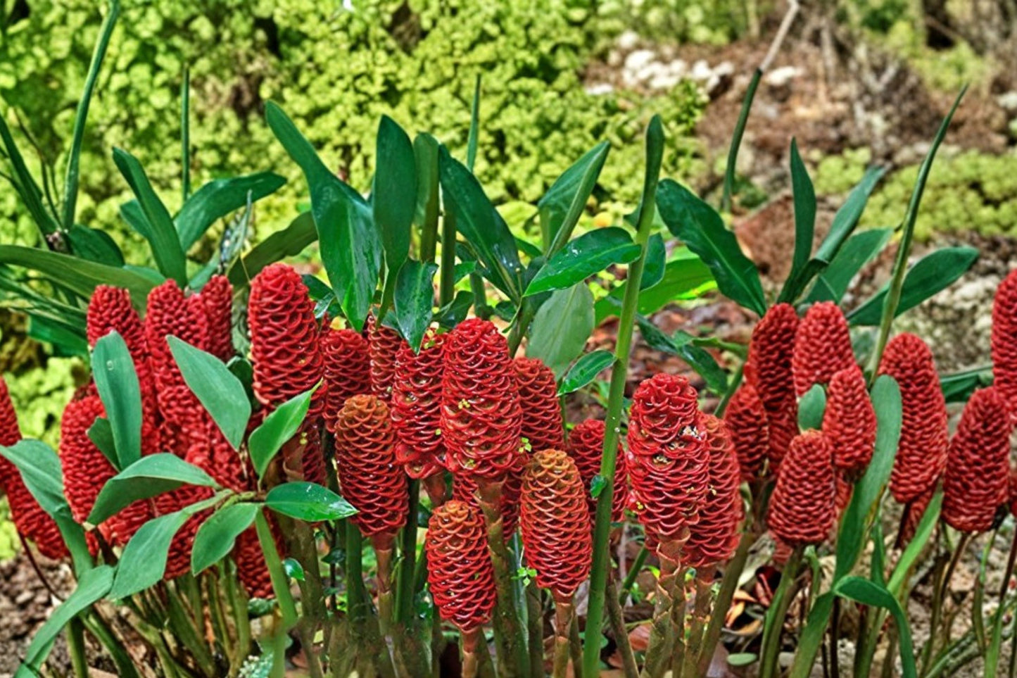 2 Live Shampoo Ginger Plants | Zingiber zerumbet | 12–20 Inch Tropical Ginger | Awapuhi | Free Shipping