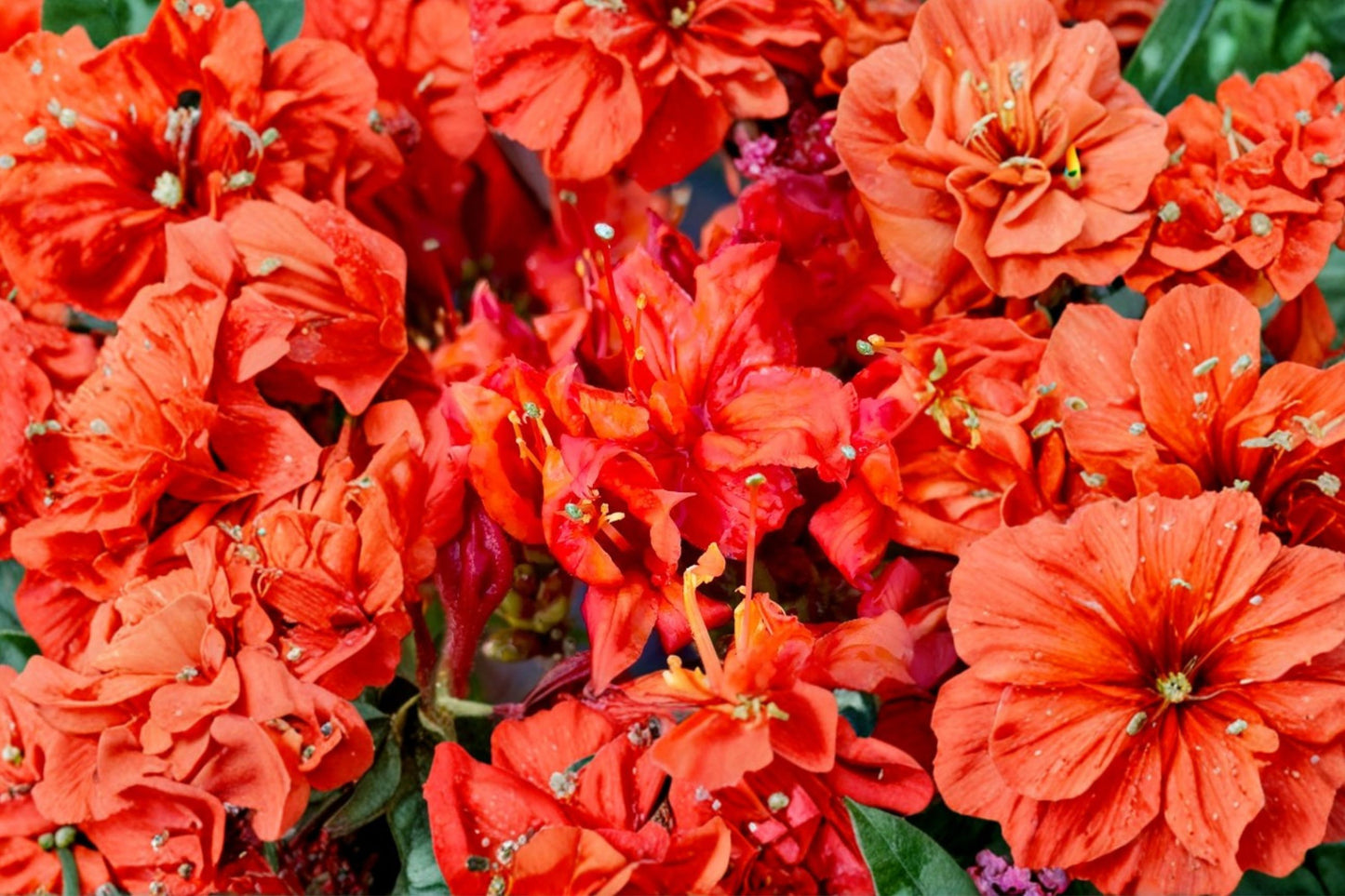 Fireball Deciduous Azalea Live Starter Plant | Rhododendron 'Fireball' | L7 Pot | Orange-Red Spring Bloomsc