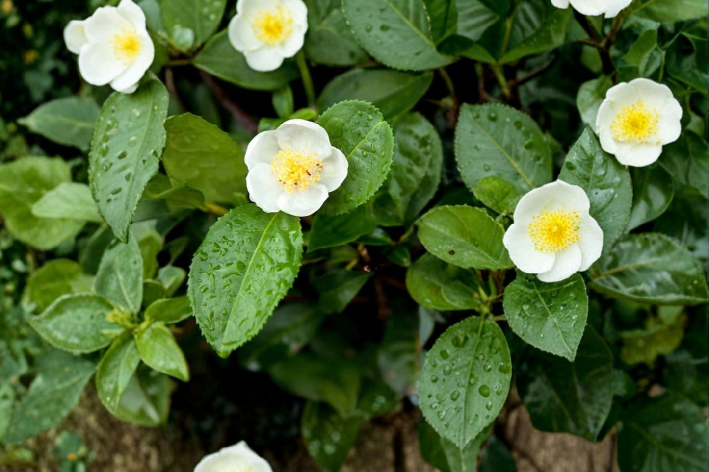 Organic Tea Plant Live Starter | Camellia sinensis | 6–12 Inch Live Tea Plant | Herbal Tea Garden | Free Shipping