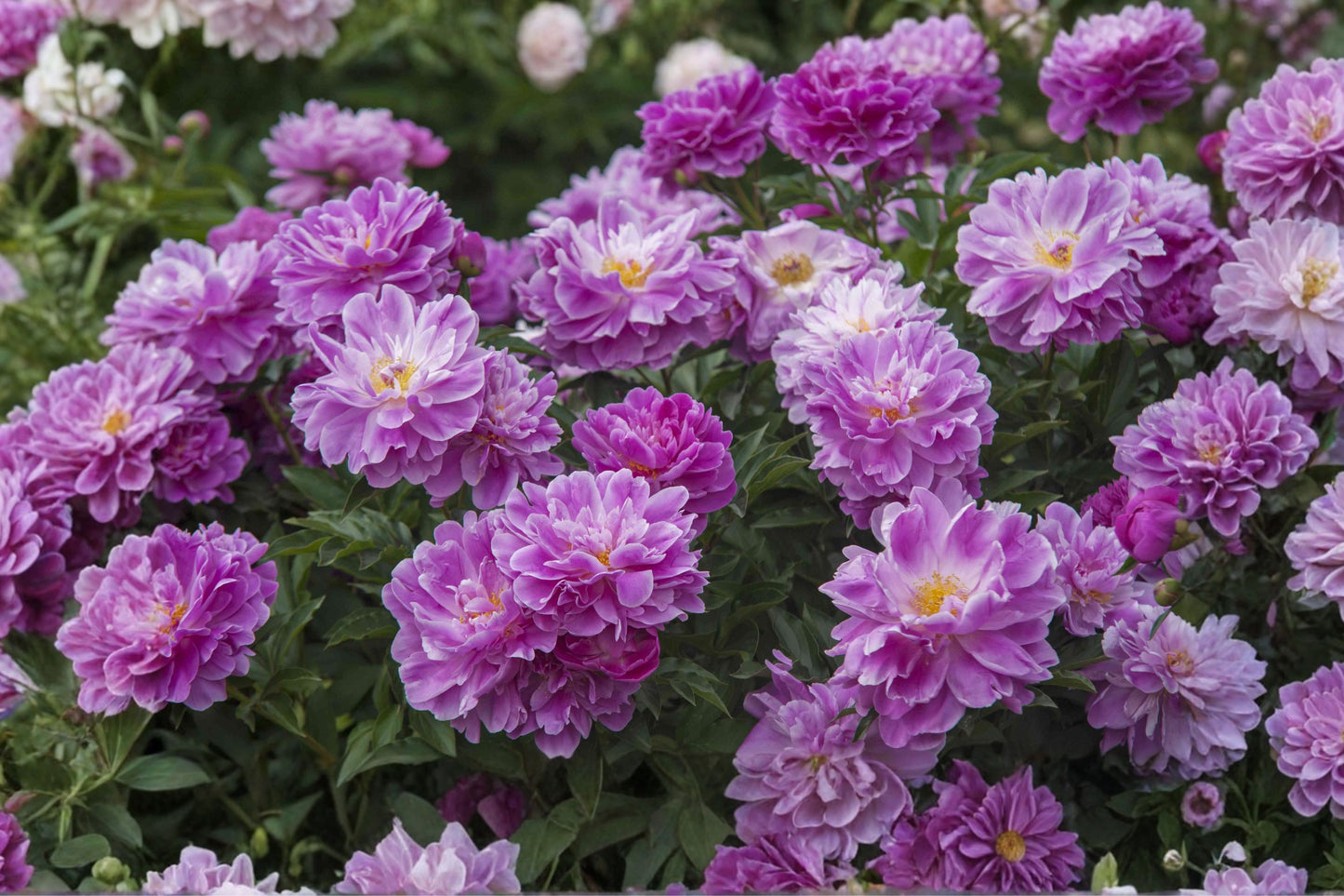 Live Perennial Plants | Hardy Flowering Perennials | Garden Starter Plants | Pollinator-Friendly Landscape Plants